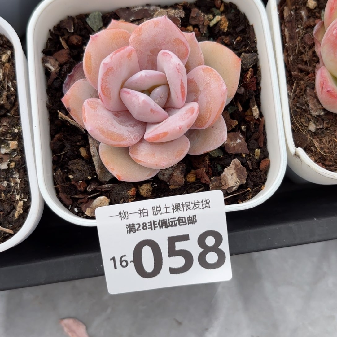 奶茶单头多肉多肉