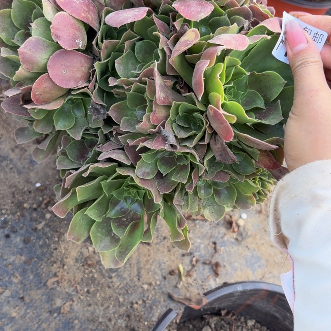 161多肉植物捧花的