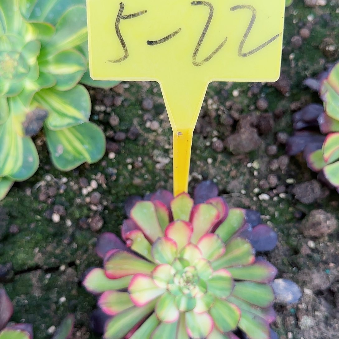 5-22+--铜壶七彩多头