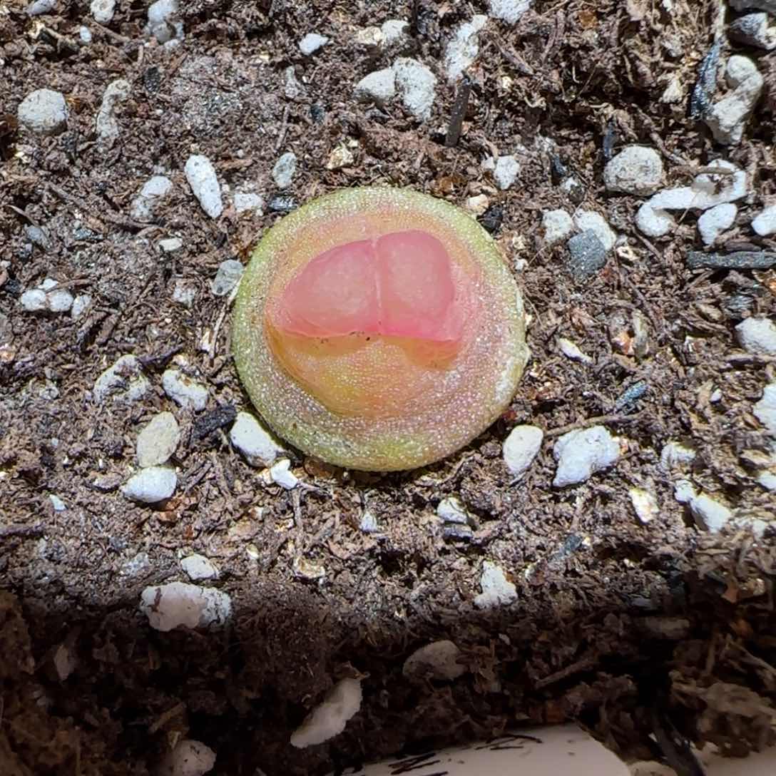 肉锥多肉植物百科-sh1200拉登462