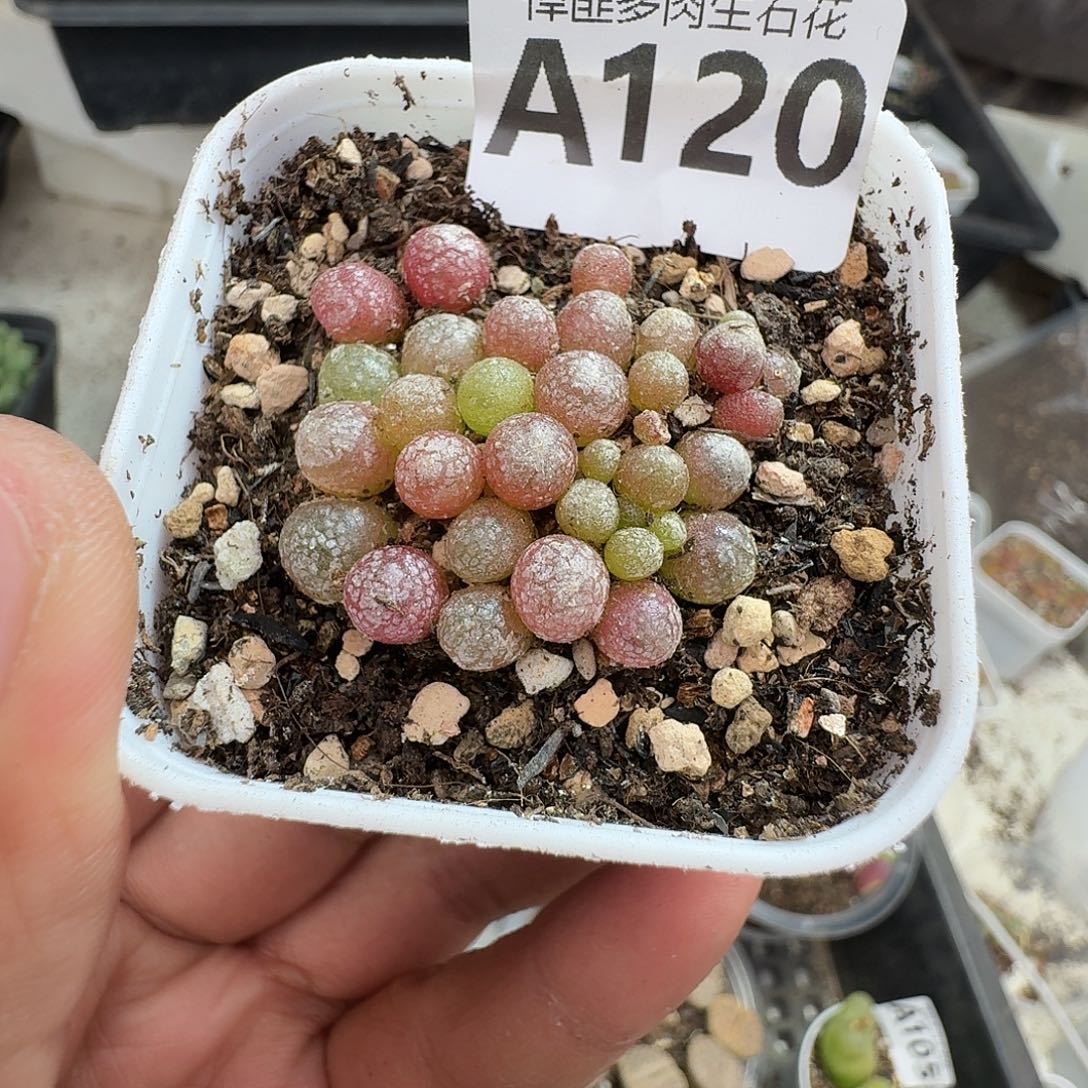 120多肉植物多肉植物