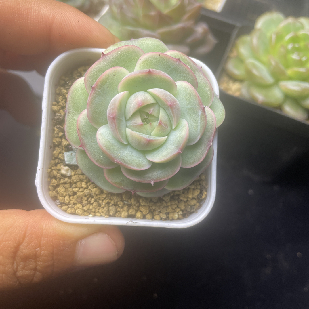 单头白芷带盆发货