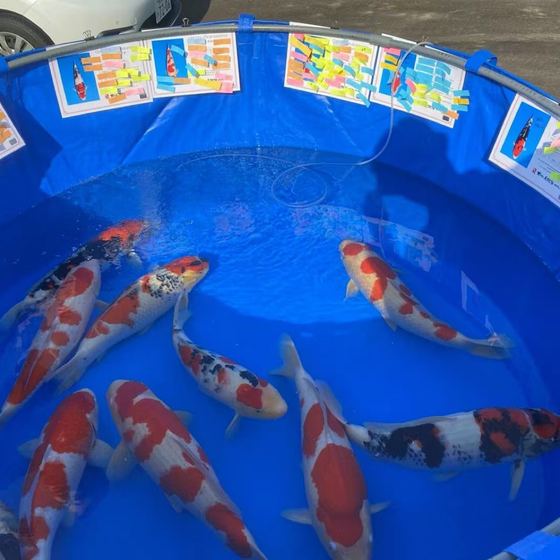 留养级三色锦鲤鱼观赏鱼好养耐活冷水淡水鱼适合家养