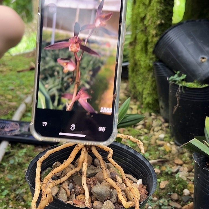 当前无花栽培后可以开花达摩