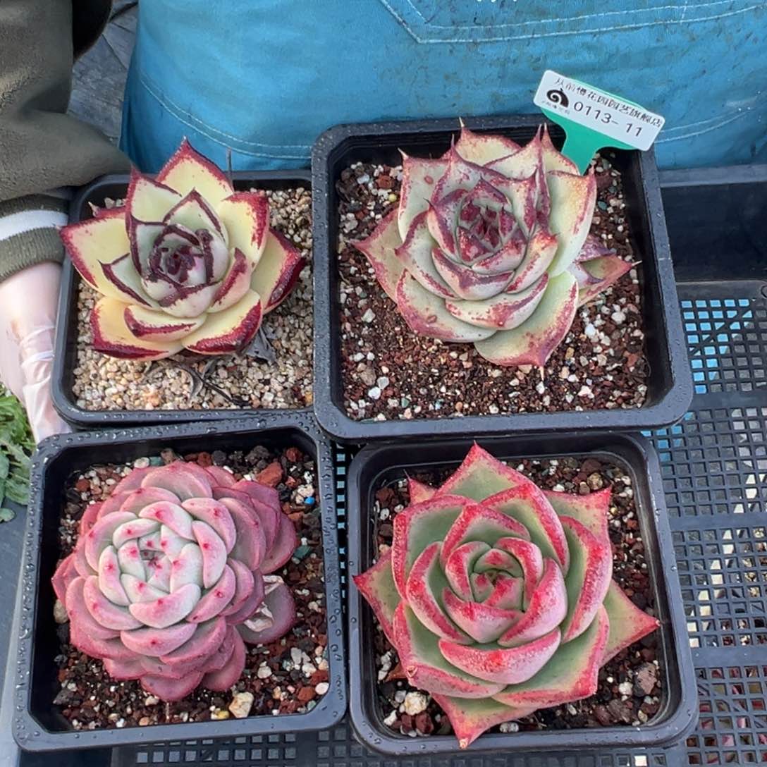 从前慢多肉精选编号0113.11