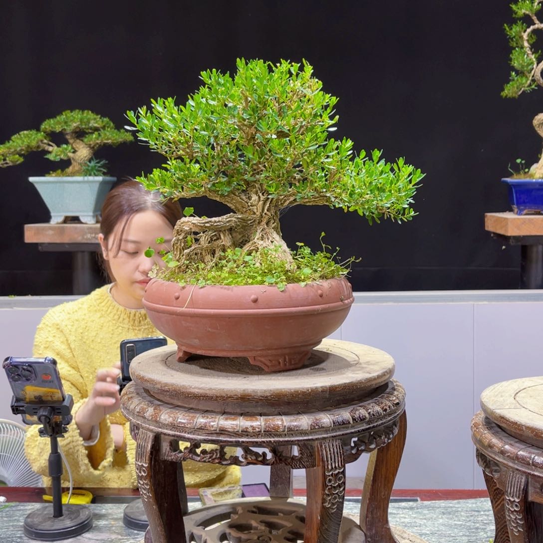 四季常青老桩黄杨盆景