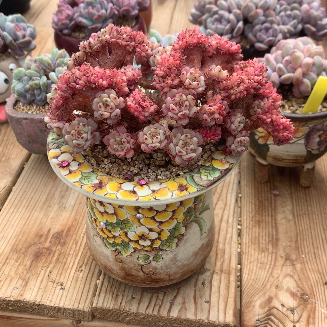 T****g橘子汽水白胖多肉发货