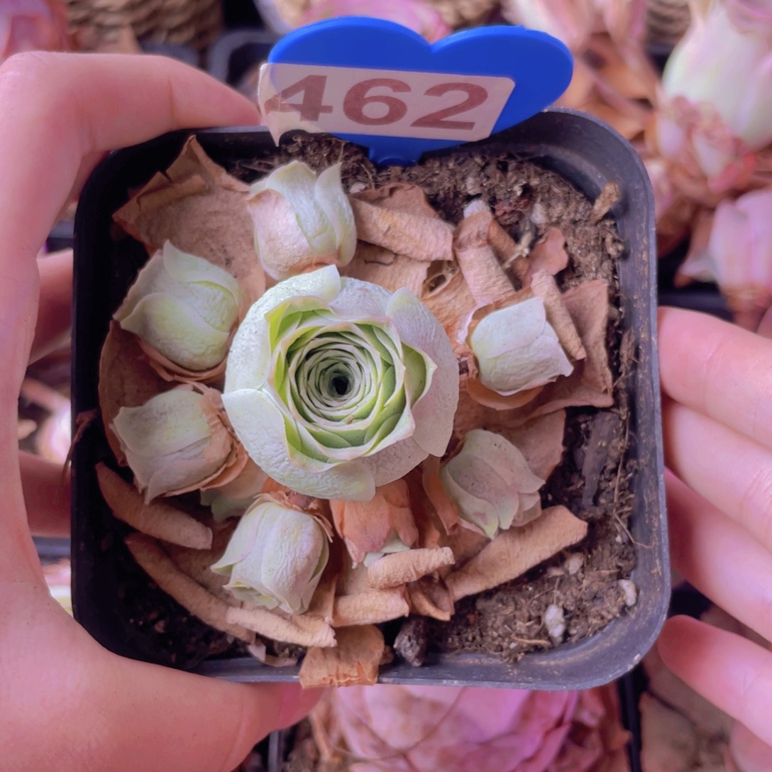 单品一物一拍462号