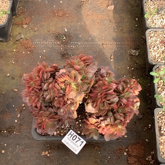 蒙娜丽莎缀化大板子071