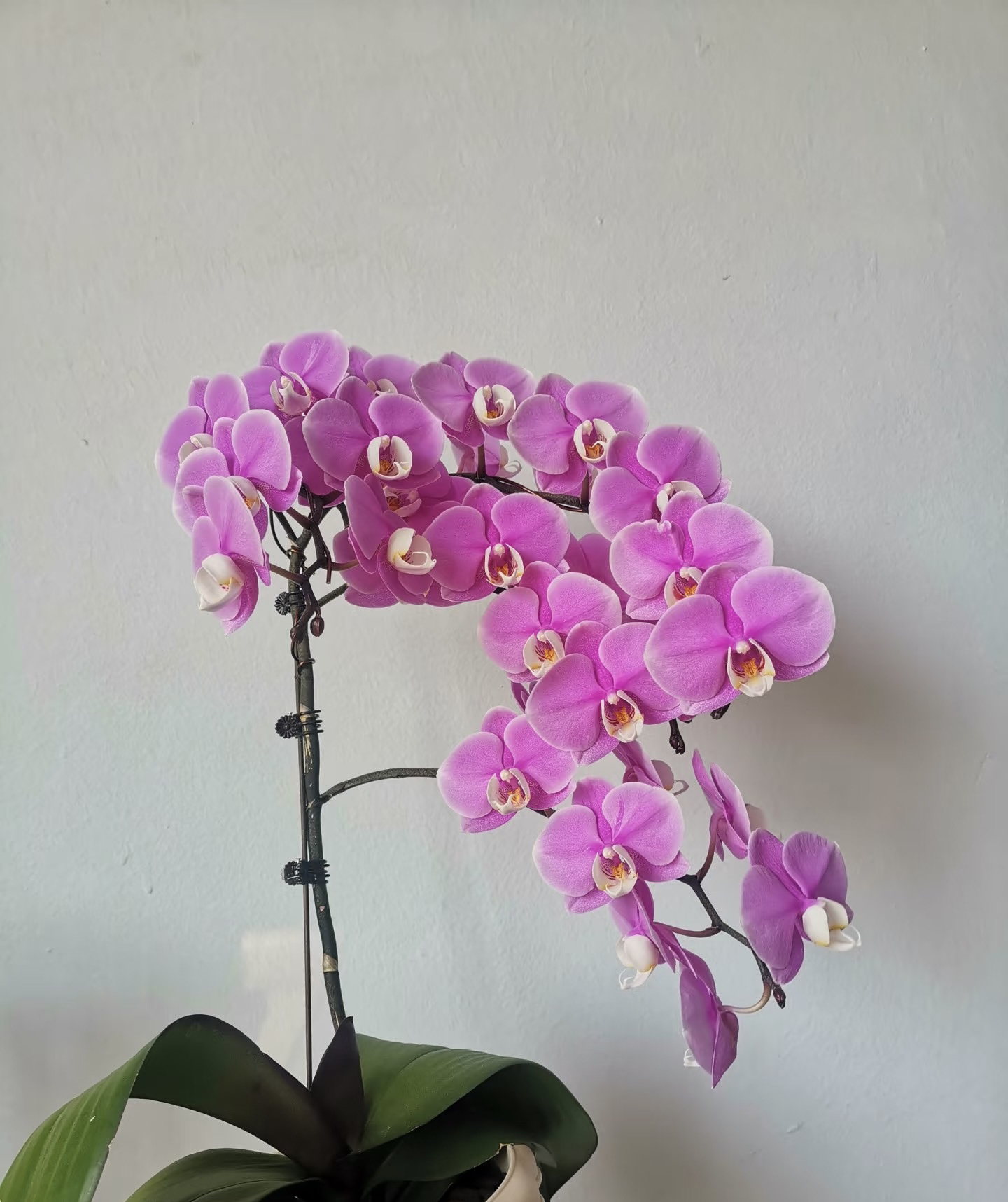 赛冰冰蝴蝶兰3.0加高成熟苗不带花室叶片瑕疵叶损不售后