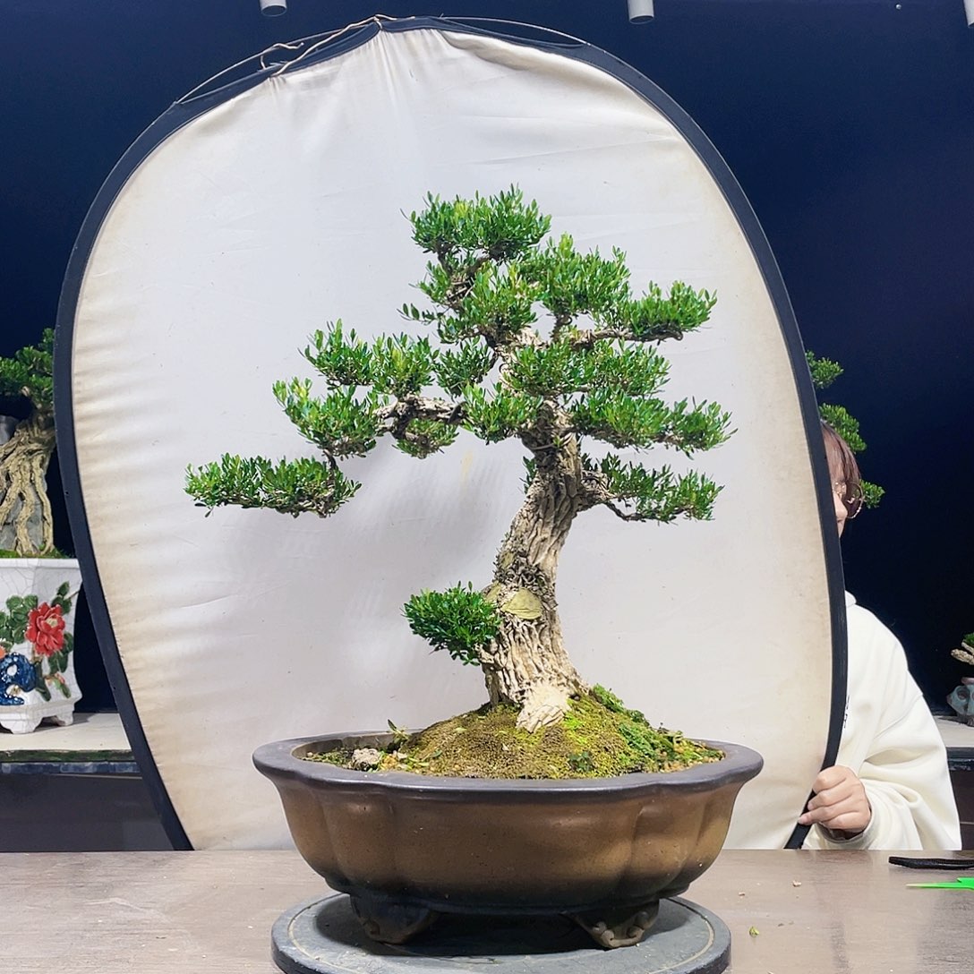 完全开放黄杨盆景四季常青