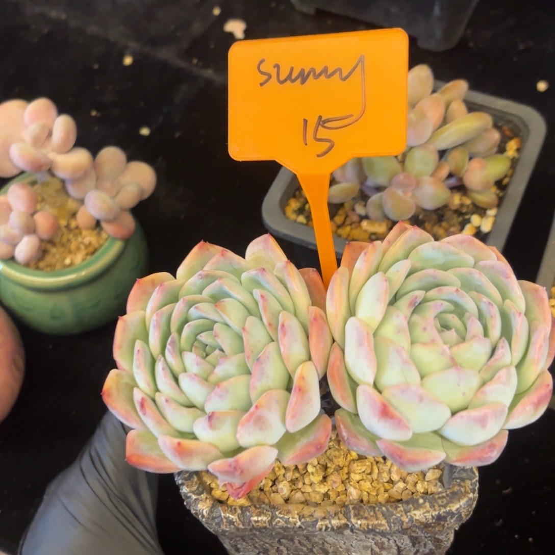 无花朵1111111111111111