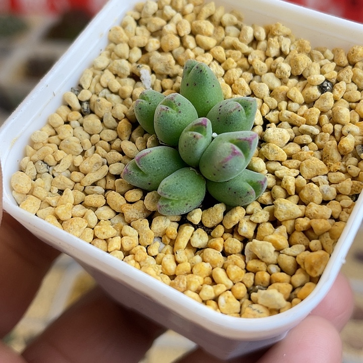 佳人园艺多肉生石花985猪蹄738