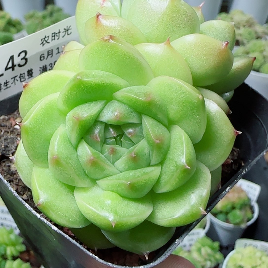 【闪购商品】0611-143包子麦杆