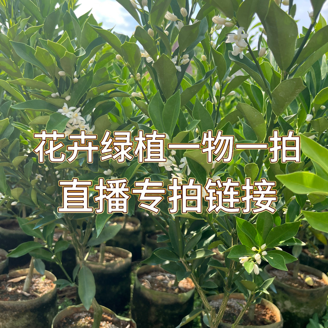 砂糖橘绿植一物一拍盆栽地栽植物专拍链接