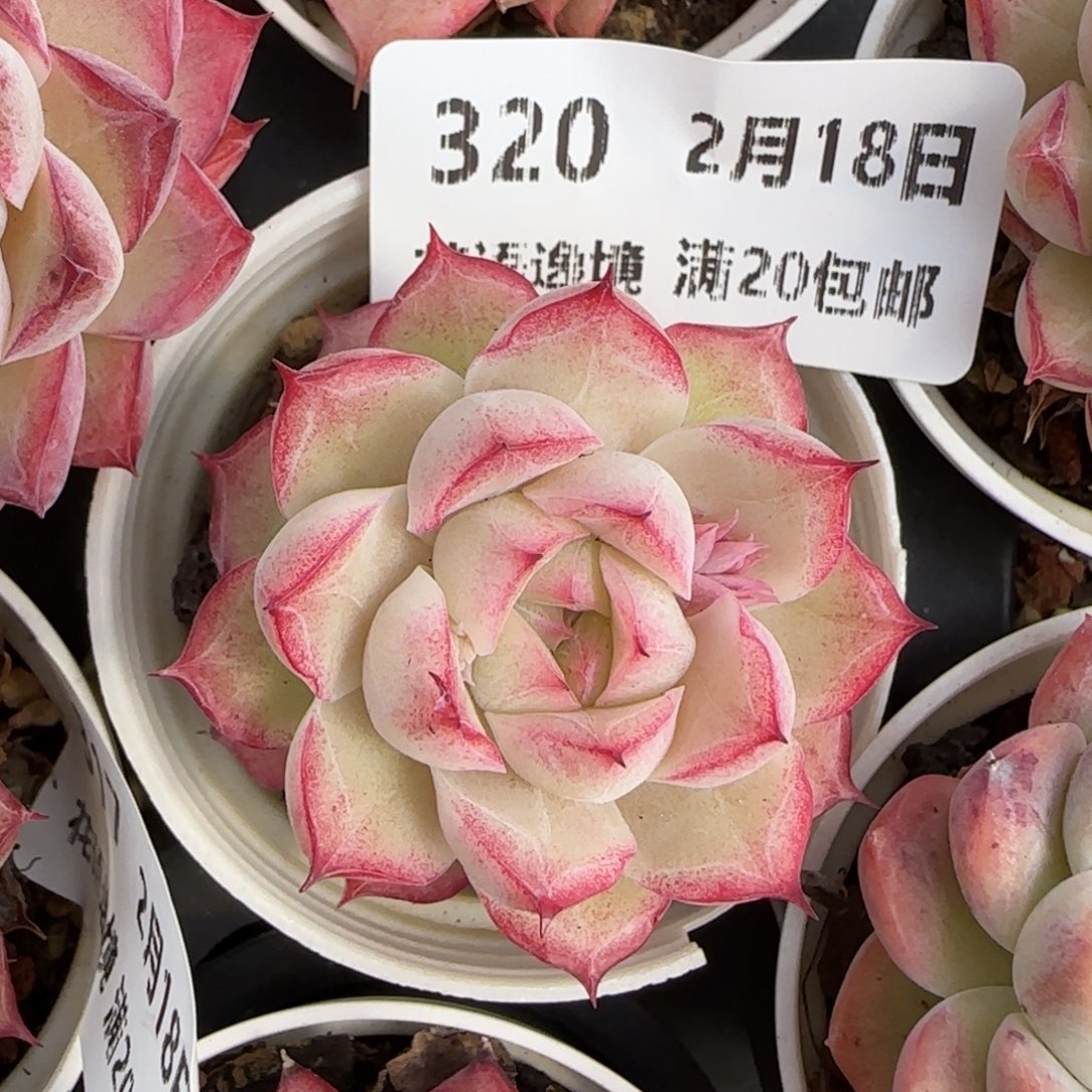 花语逸境0218-320