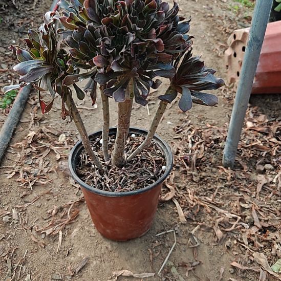 灰法师加急发货13