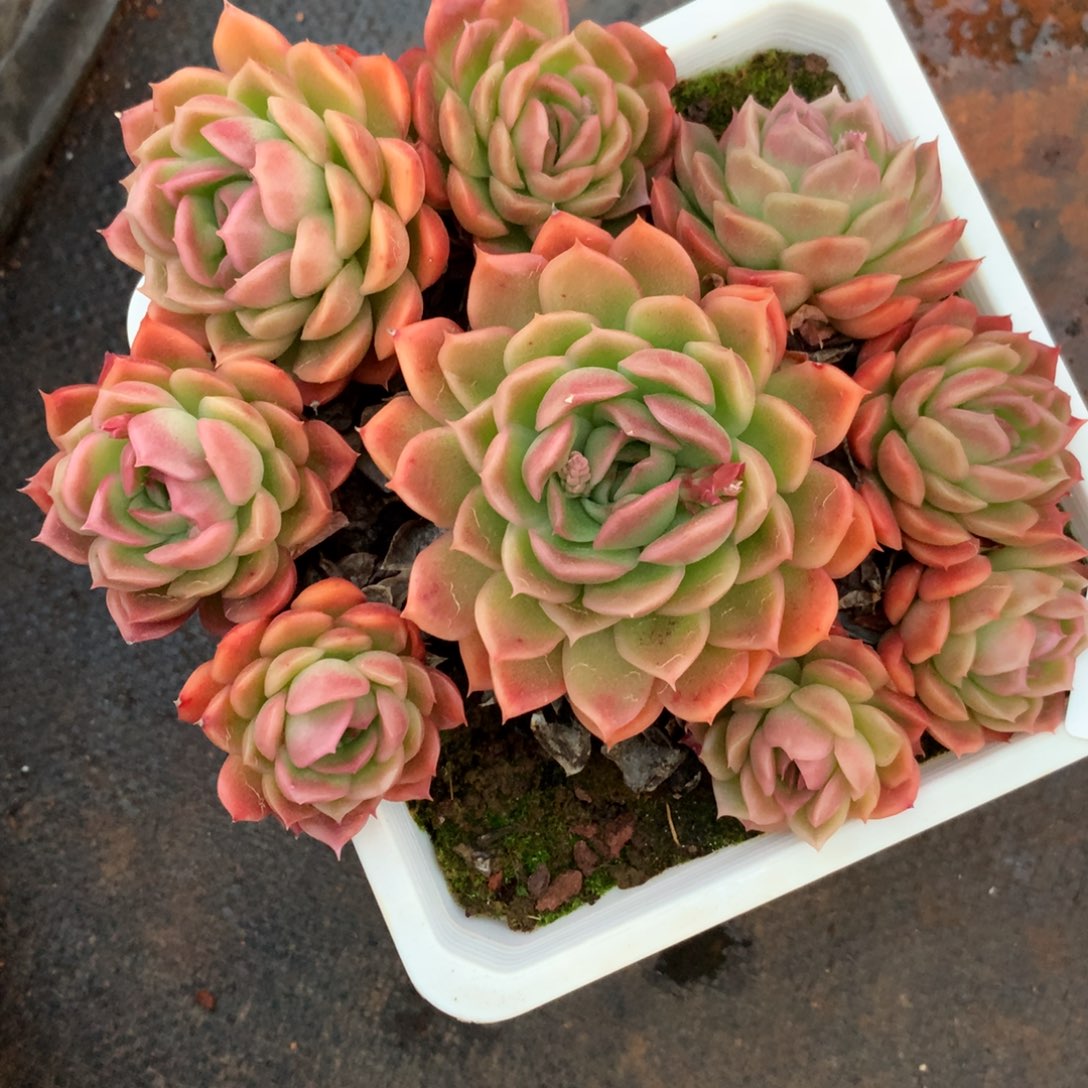 1790杂交精品基地16厘米