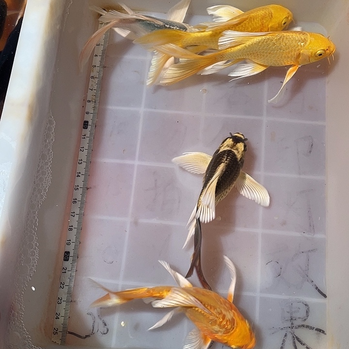 蝴蝶鲤鱼渔场直发26