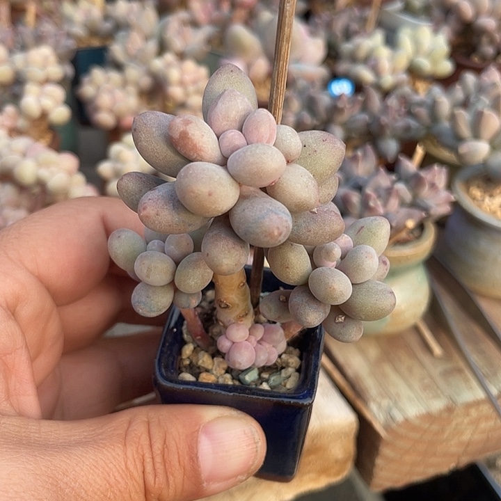 奶尖 带盆发货 3.5盆