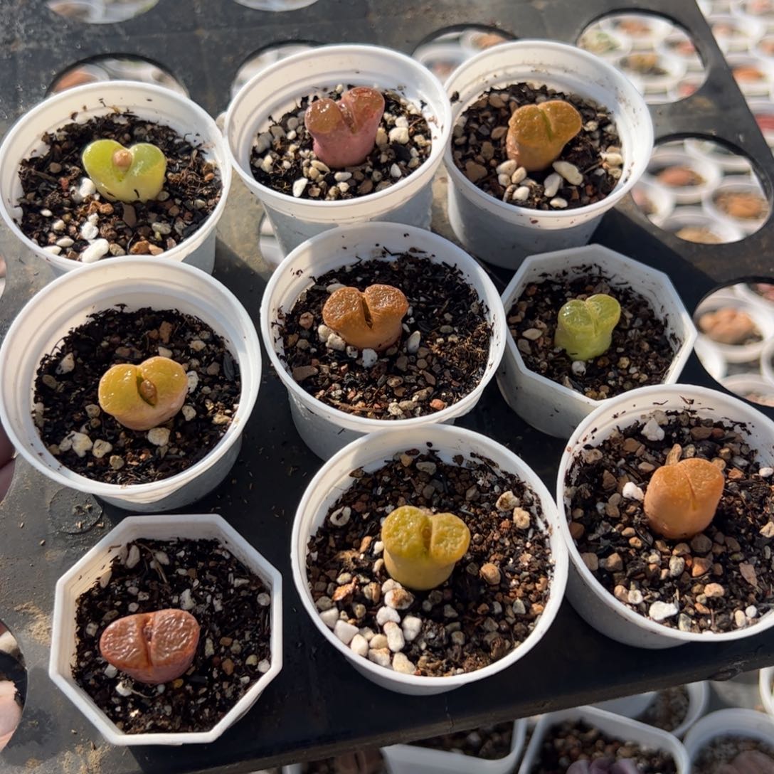 088多肉植物百科