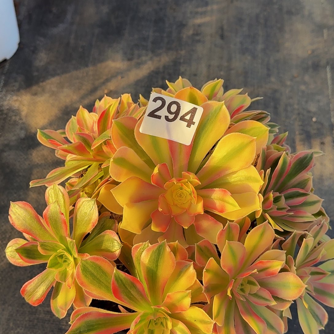 墨***️294男神法师锦福利价