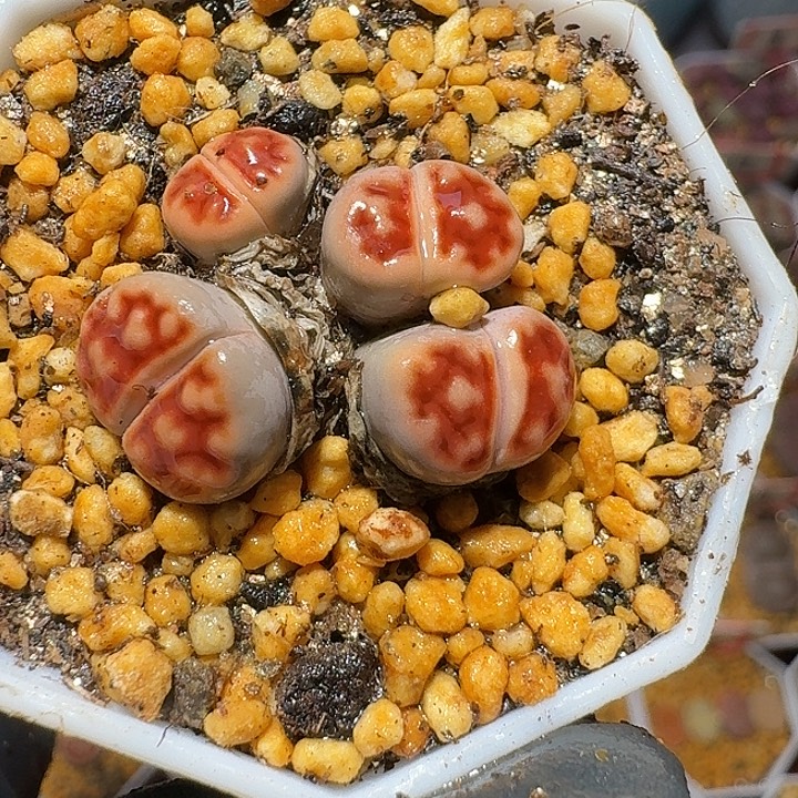 生石花2:：。在。  398号