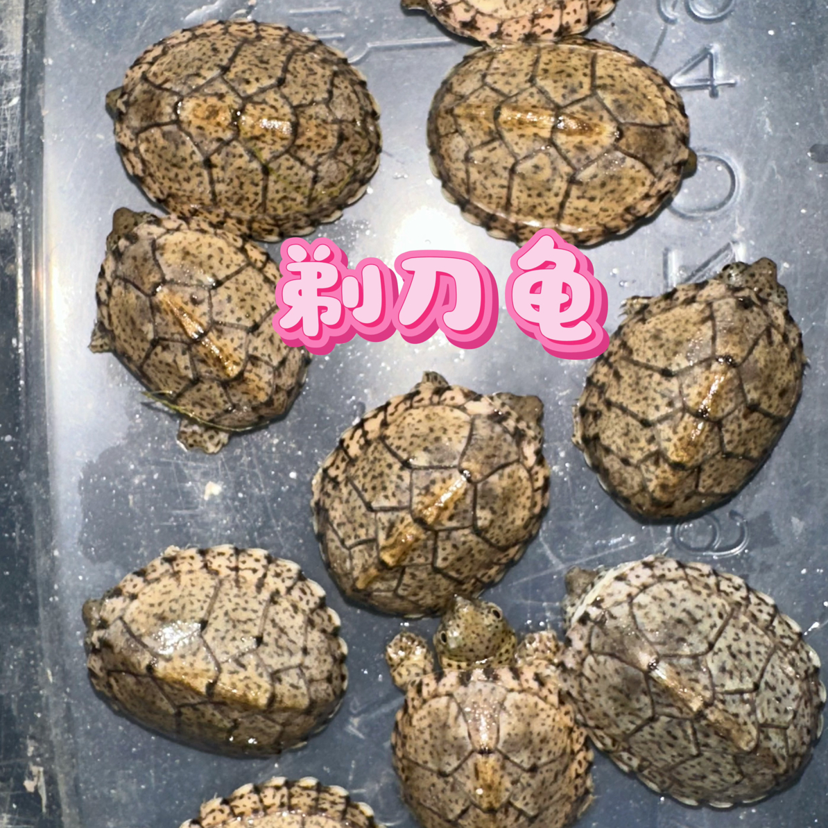 精品麝香剃刀果核头盔观赏活体龟适合人工养殖