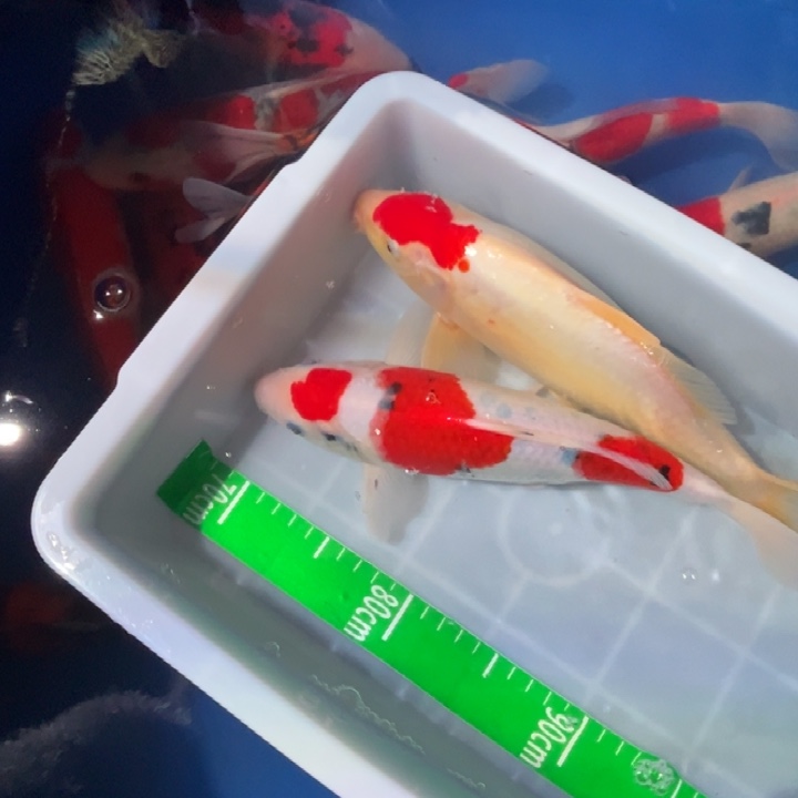 锦鲤锦鲤红白三色