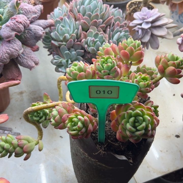 一**梦香格里拉多肉植物010