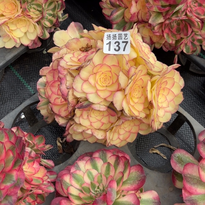 平***静无花朵137多肉法师  加保温棉