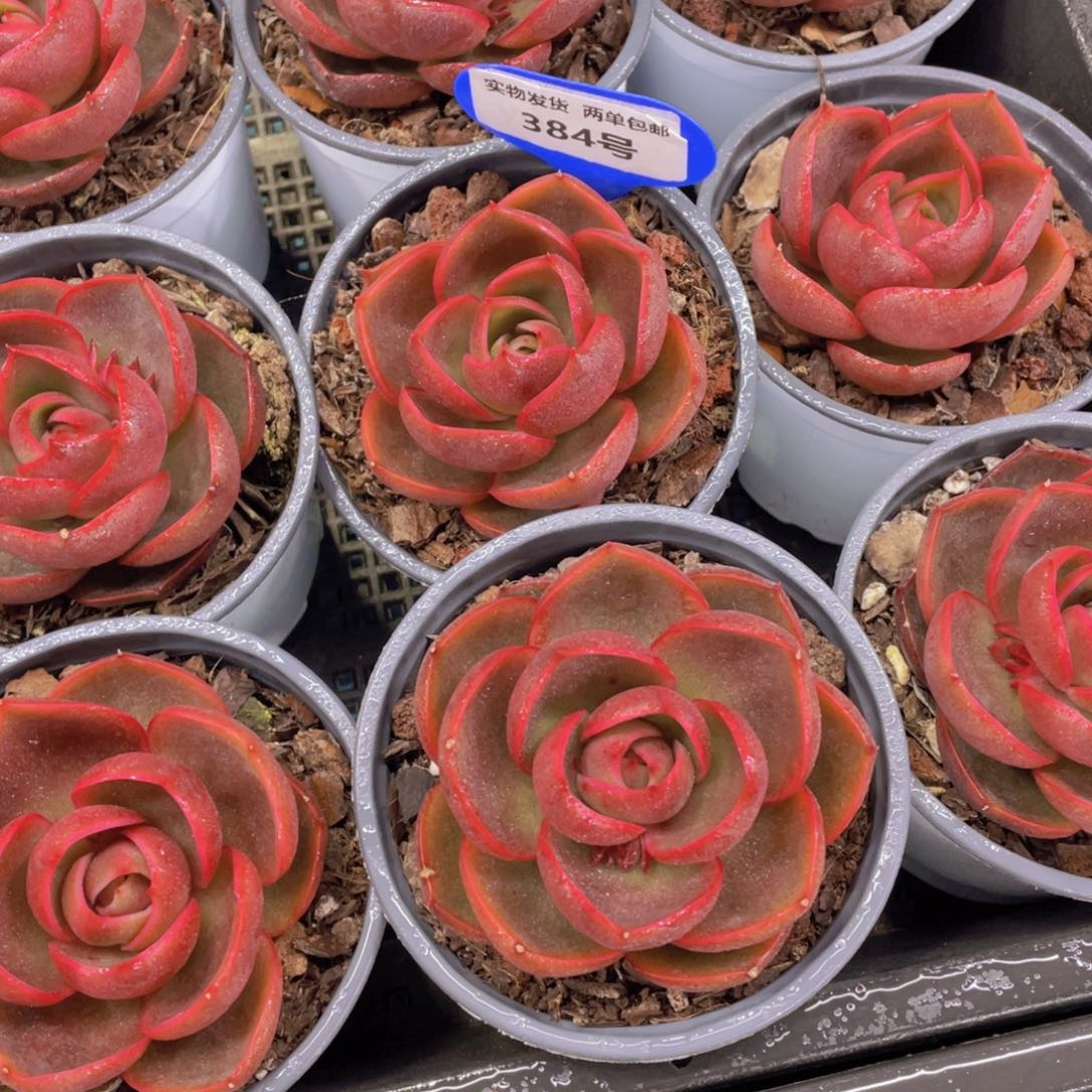 384号韩货精品宽叶红灯单头一个