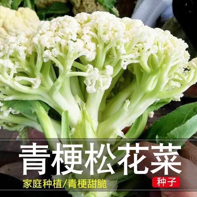 【青梗松花菜种子】有机青梗松花菜蔬菜种子
