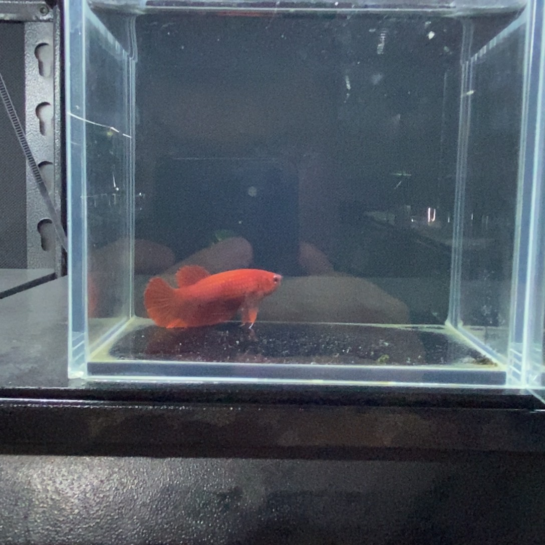 斗鱼包活不包损所见即所得127