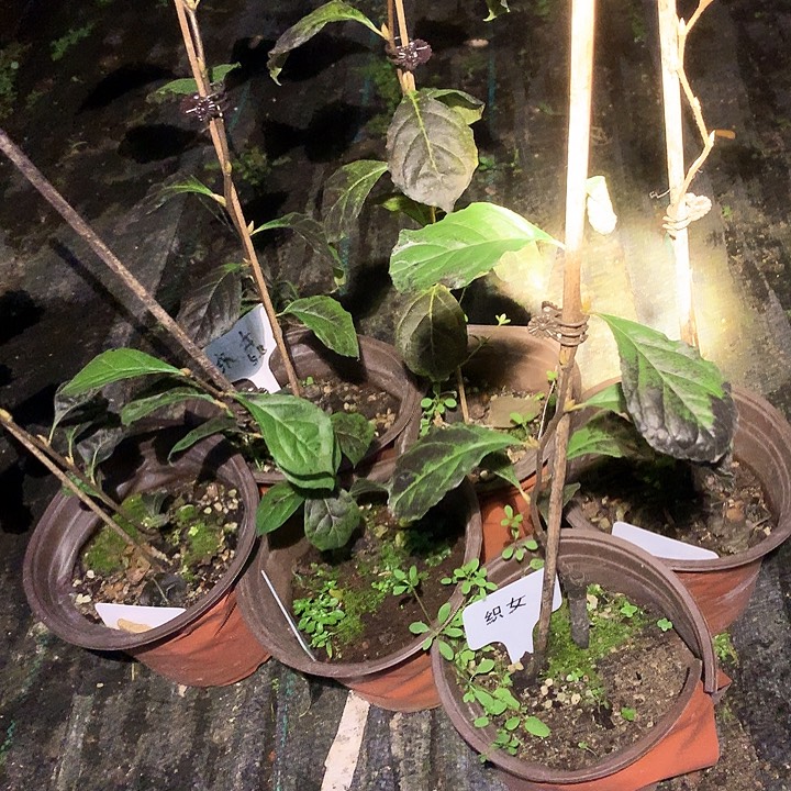 无花朵织女嫁接苗49.9