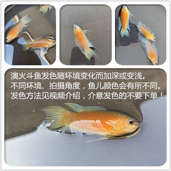 斗鱼观赏鱼冷水淡水好养耐活免打氧免加温小型鱼