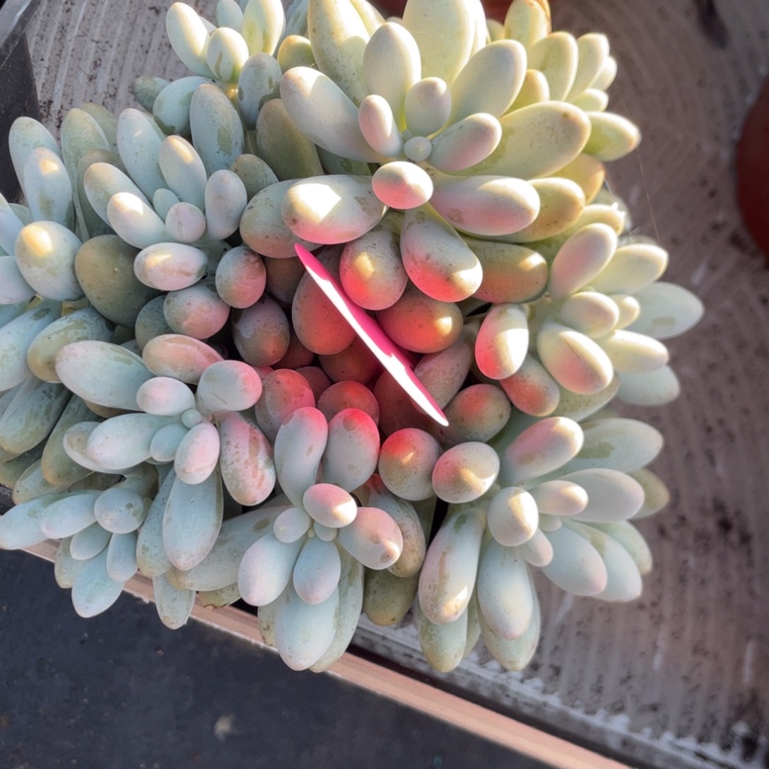 5***福大叶汤圆群生无砍无摘727