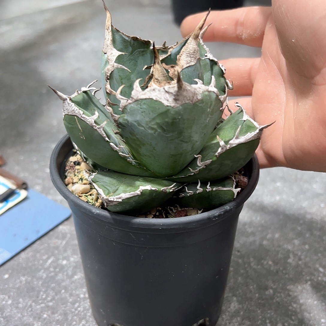 地***龙立克白6666888888