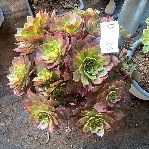 1224万黄多肉法师锦