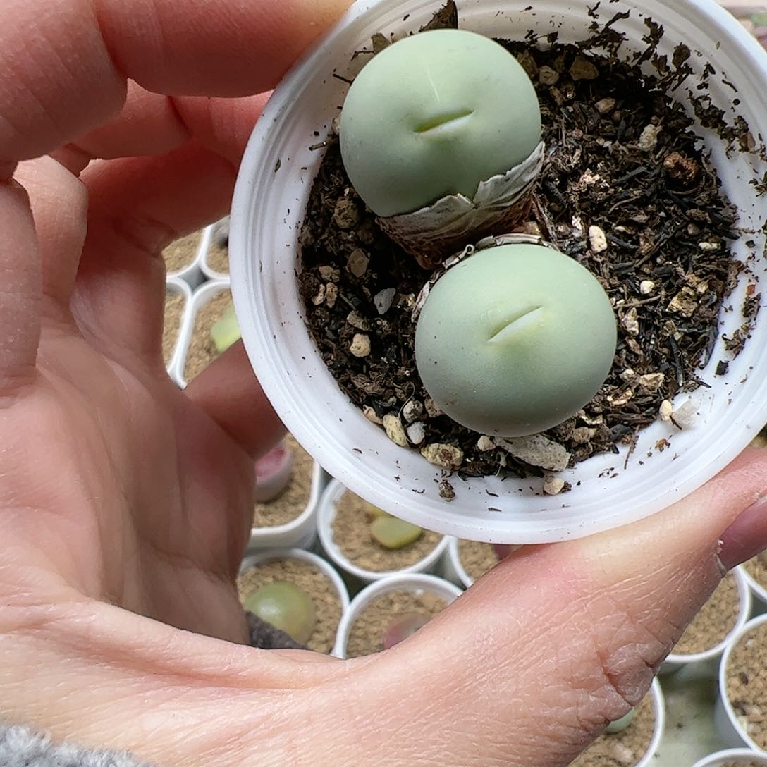 【闪购商品】292 嘟嘴鸽子蛋