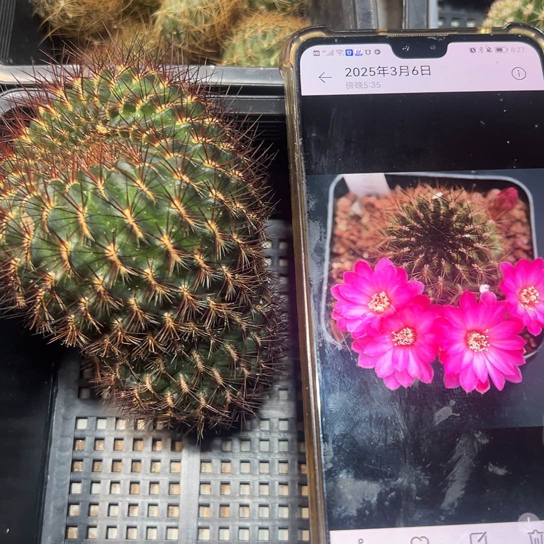 406大单头沟宝山仙人球