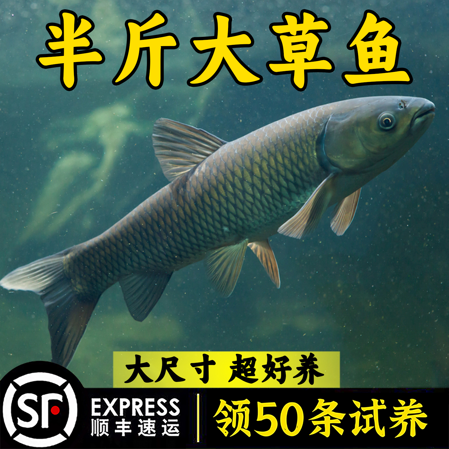 本地草鱼家鱼塘特大草鱼黑脆皖鱼活体半斤半斤草鱼