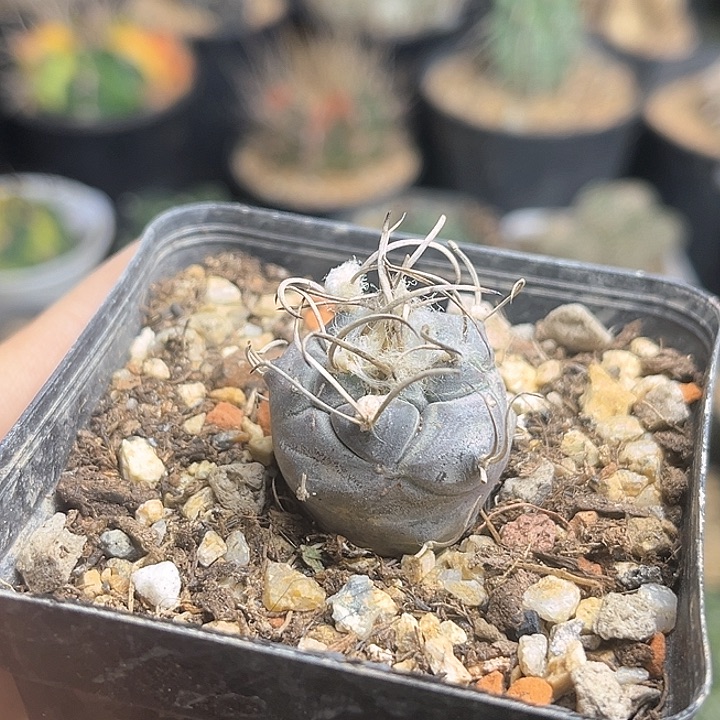 牙城丸娇丽实生球2公分，有掉刺