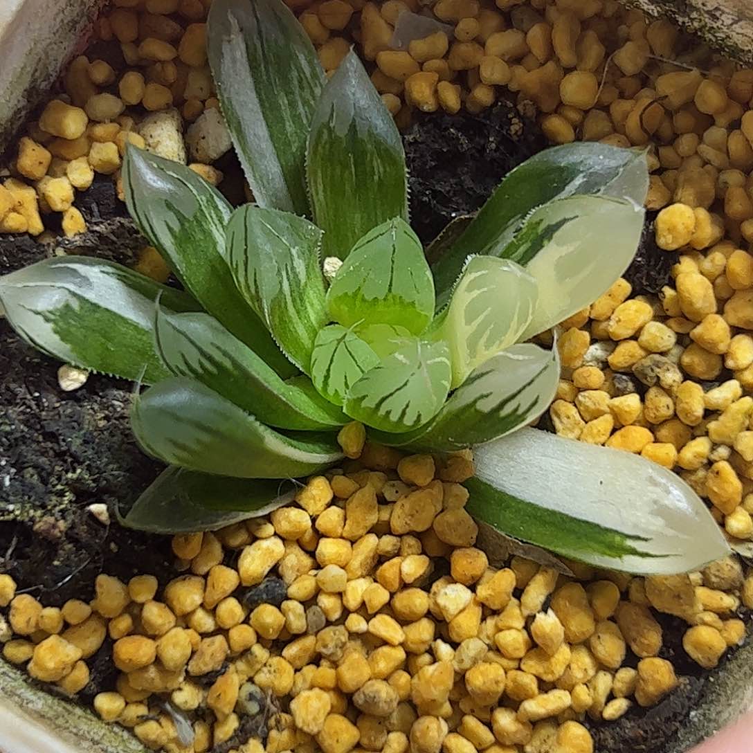 水晶锦十二卷多肉植物