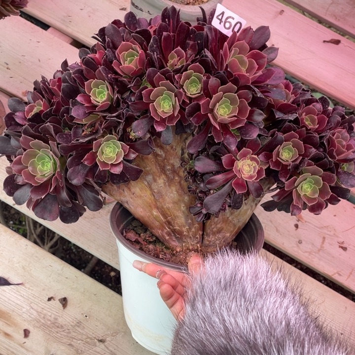 多肉葡萄和大樱桃在家里是真的吃