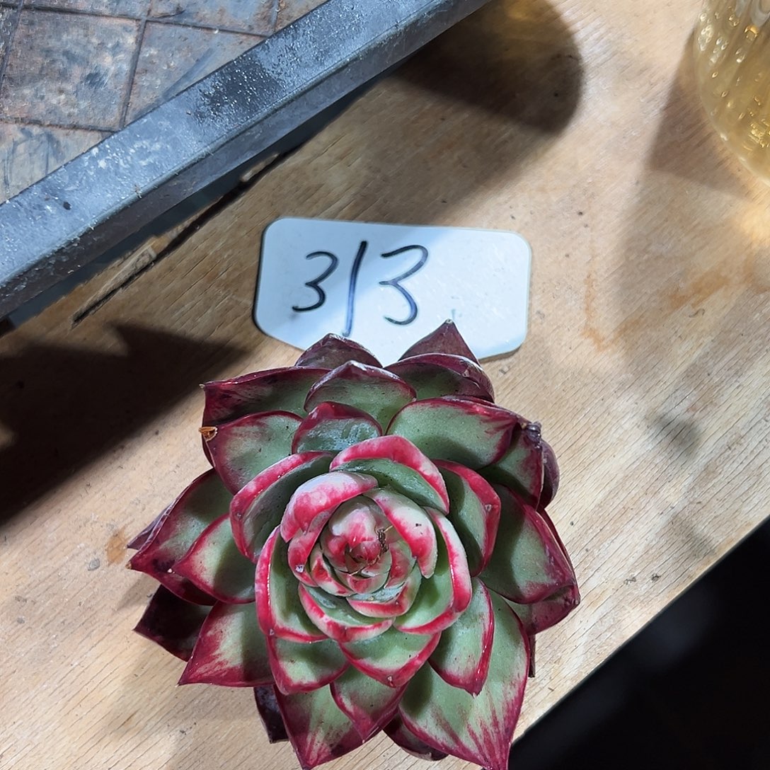 绯***王惊鸿仙子一物一拍313号