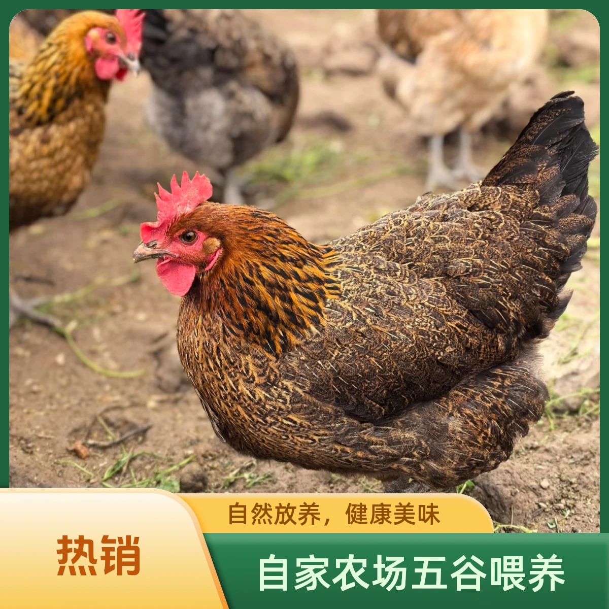 【下蛋母鸡-2只】竹林散养180天走地下蛋母鸡7-8斤，