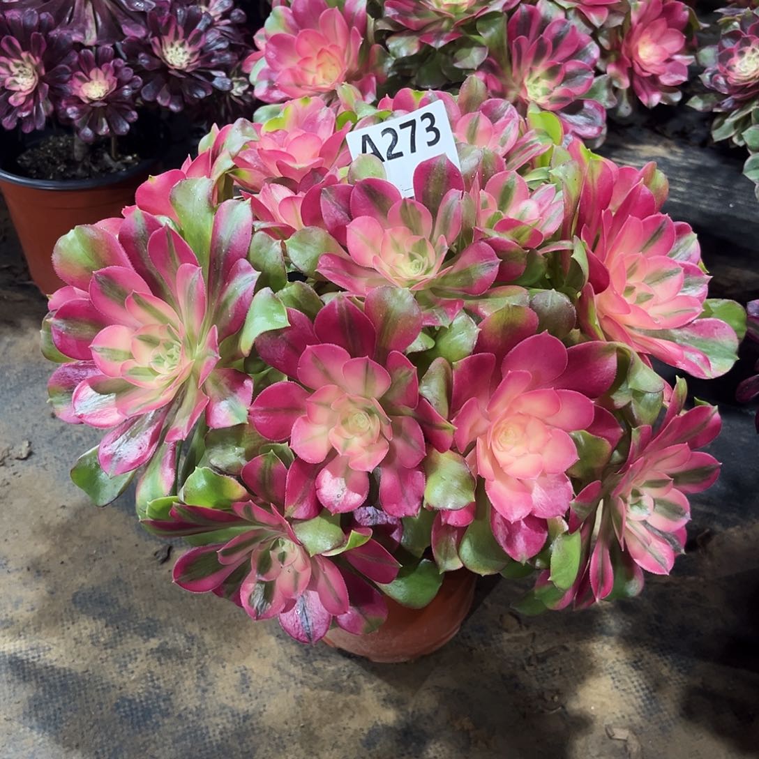 从林香妃273多肉植物