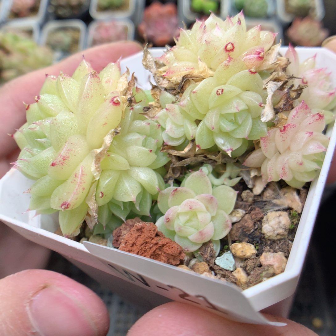 W21y y y y y hh y