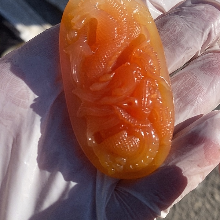 石英质玉（黄龙玉）未镶嵌颈饰